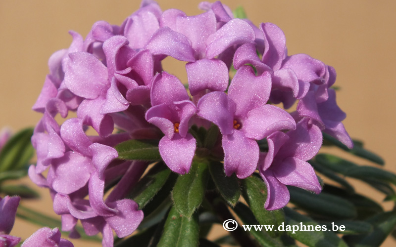 Daphne arbuscula x D. sericea